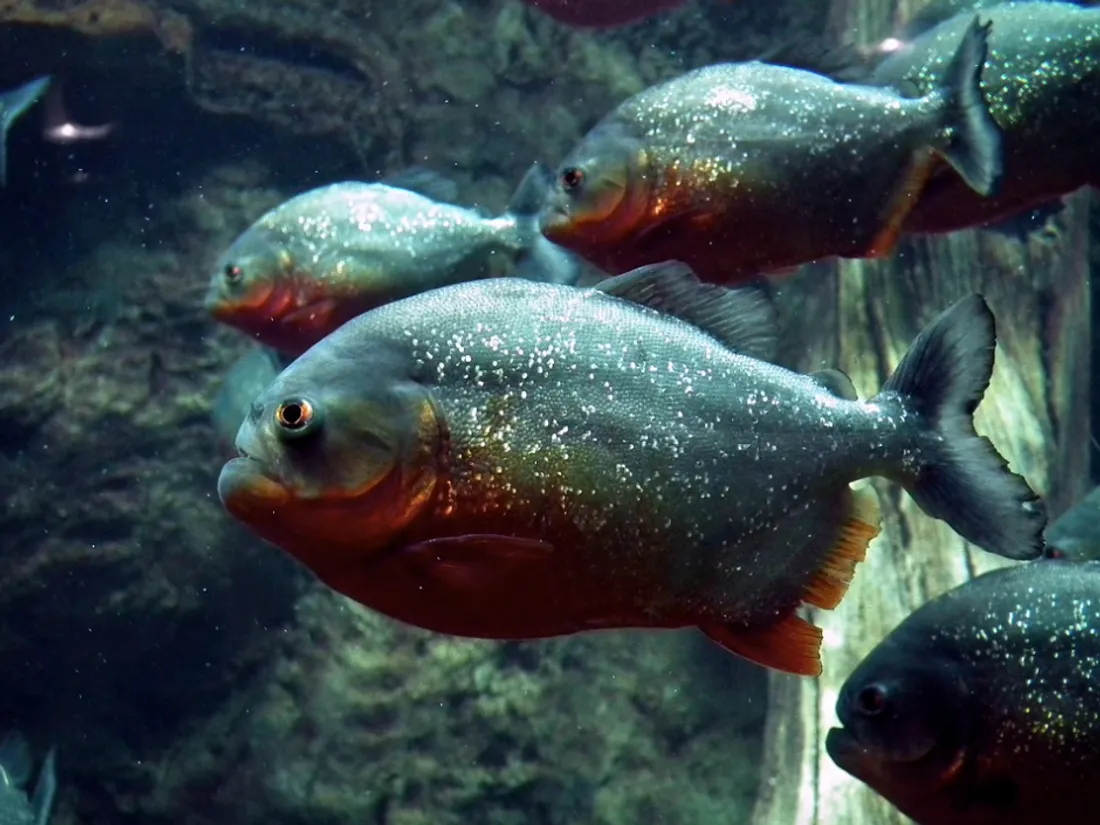 Les Piranhas ont des dents aussi tranchantes qu'une lame de rasoir